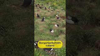 Puffins in Borgarfjarðarhöfn Iceland [upl. by Alper879]