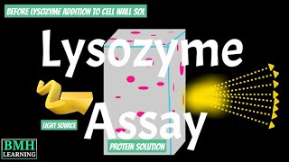 Lysozyme Assay  Lysozyme Preparation  Lysozyme Purification  Lysozyme Inhibition [upl. by Nnyleve]