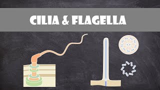 Cilia and Flagella Structure amp Function  Cell Biology [upl. by Acinoj]