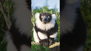 Blackandwhite Ruffed Lemur Varecia variegata [upl. by Tolliver]