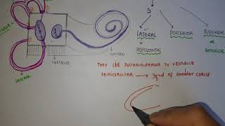 SEMICIRCULAR CANALS [upl. by Inaluahek794]