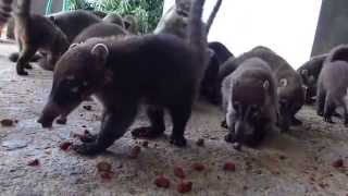 Coatimundi at the Witzoo wildlife sanctuary Belize [upl. by Annaik]