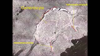 CementumPeriodontium 1 [upl. by Gusti893]