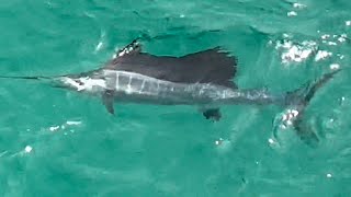 Sailfish at Navarre Beach Pier 51123 [upl. by Ahsiram41]