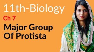 FSc Biology Part 1 Ch 7  Major Groups of Protista  Inter part 1 Biology [upl. by Teevens]