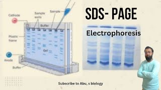 SDS PAGE electrophoresis protein sepration technique explained protein detection [upl. by Cassilda793]