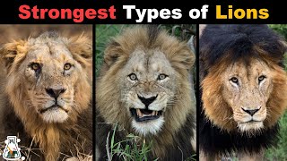 10 Most Powerful Types of Lions That Ever Lived [upl. by Aicinod]