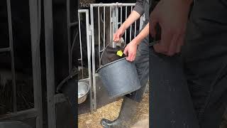 Efficient Calves Feeding System🍼✨ What We Use To Take Care Of Our Cattles🐮 dairy farming cow [upl. by Priebe272]