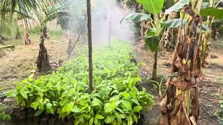 Sprinkler system for watering cocoa plants cocoa [upl. by Araccot]