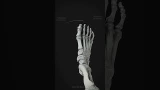 PronationSupination of the foot [upl. by Aidile]