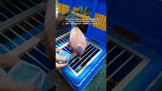 Story merpati kolong tinggi merpatikolong shots merpati pigeon doro merpati pos merpatibalap [upl. by Aitnecserc]