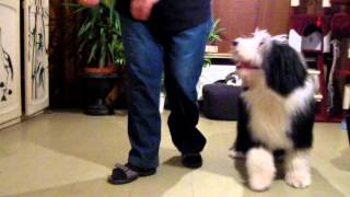 Freestyle  Dogdance  Bearded Collie  Mambo No 5 [upl. by Ilyak]