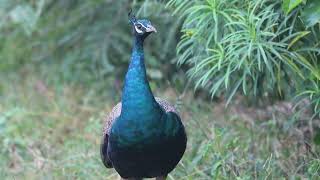 Bird watching at Botanical Garden Dhanas Chandigarh [upl. by Yrakcaz]