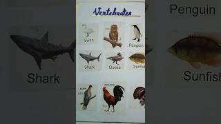 Vertebrates amp Invertebrates Chart for Classroom 🌸 biology science class shorts [upl. by Jolanta65]