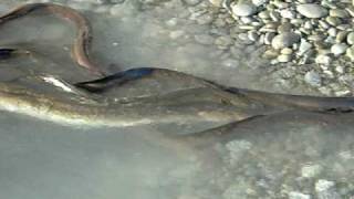 Birdlings Flat NZ EELS [upl. by Amsirac]