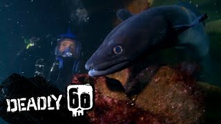 Feeding time for a huge conger eel  Deadly 60  BBC Earth Kids [upl. by Moises]