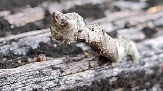 The Peculiar Peppered Moth Caterpillar  or  Feisty Twig [upl. by Rabjohn846]