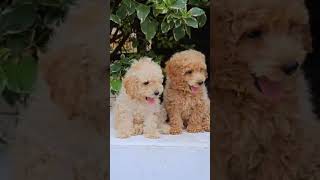 Toy Poodle Puppies Review [upl. by Drewett]