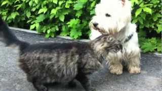 Westie and the cat [upl. by Clinton]