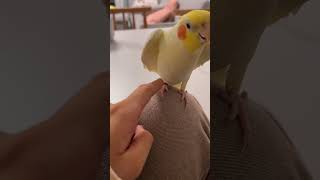 Cockatiels Singing Playing and Joyful Moments  Cockatiels Craze [upl. by Elexa]