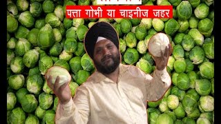 चाइनीज़ पत्ता गोभी से सावधानArtificial Chinese Cabbage [upl. by Enyallij]