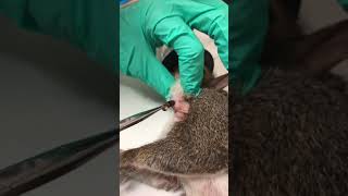 Cuterebra removal from a squirrel [upl. by Ahsinra]