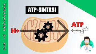 Sistemi Navetta e Fosforilazione Ossidativa [upl. by Winwaloe]