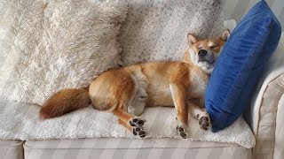 Shiba Ino funniest animals 2024 🤣😂 New Funny Cats and Dogs videos 😾🐶 Shiba ino [upl. by Inhsor973]