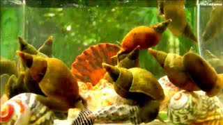 Pond Snails  TimeLapse [upl. by Shelman]