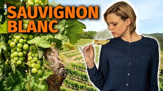 Wine Grapes 101 SAUVIGNON BLANC [upl. by Ataynik734]