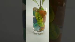 Peperomia Plant Decoration With Pebbles 🌱 shorts youtubeshorts trending viralvideo viralshorts [upl. by Chavey]