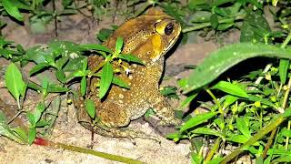 Big brother toad hiding himself in grass Beautiful nature Toad😉t [upl. by Shane490]