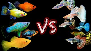 Two Great Community Fish But Which One is BETTER Guppy vs Platy Showdown [upl. by Yelha399]