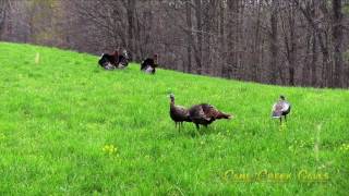 2017 Spring Turkey Hunting with Cane Creek Calls [upl. by Myca]