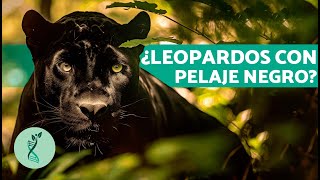 ¿Dónde VIVE la PANTERA NEGRA🐈‍⬛Características Hábitat Alimentación y Comportamiento Pantera [upl. by Winona821]