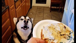 Malamute Demands Breakfast  Sausage Gravy amp Biscuits In A Waffle Maker [upl. by Icat987]