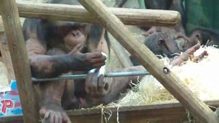 Orang Utan Baby Gorillas Chimpanzees Munich Zoo [upl. by Falkner]