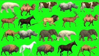 Animal List Animals Running on Green screen  Animals stampede green screen  Animals green screen [upl. by Josey599]