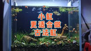 小缸更適合做古法生態魚缸，火山石小缸開缸造景教程和注意事項 [upl. by Eendyc]