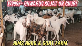 19999 Rs Onward Stock Clearance Sale Sojat Or Gujri Colourfull 2 Dant K Bakra Bhiwandi Padgha [upl. by Sivlek]