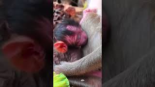 Ep705 The Ultimate Monkey Compilation to Make Your Day Instantly Better [upl. by Slavic949]