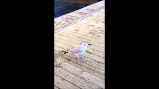 The Plaintive Cry of the lost Norwegian Baby Seagull [upl. by Caritta630]