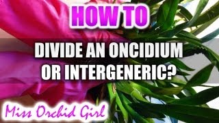 How to divide an Oncidium or Intergeneric [upl. by Arras]