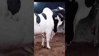 Qurbani 2025 Beautifulcow Mashallah Rashid cattle farm ytshort animal viralshort youtubeshorts [upl. by Halpern]