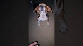 Beagle dog training video shorts beagle viralvideo trendingshorts doglover pets viralshort [upl. by Annahsad]