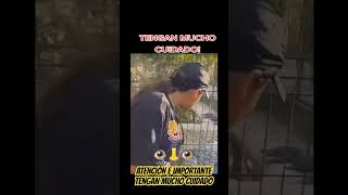 chile panama usa humor costarica peligro breakurbanotv suscribete shortvideo shorts viral [upl. by Merta]