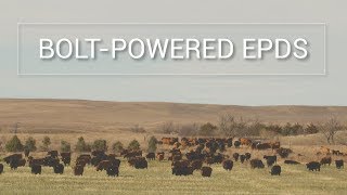 Recently Released BOLTPowered EPDs [upl. by Jobi]