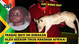 ENG SUB Tragic This Baby Become a Victim of The African Giant Rat Attack [upl. by Ayat]