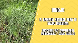 Hinojo El Tesoro de la Salud Natural [upl. by Orag]