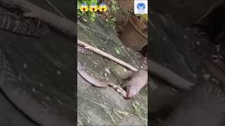 Cobra vs mongoose epic fight 04 😱😱  🌟🌟 Animals action moment 0021 🌟🌟 cobra animals mongoose [upl. by Aileon]